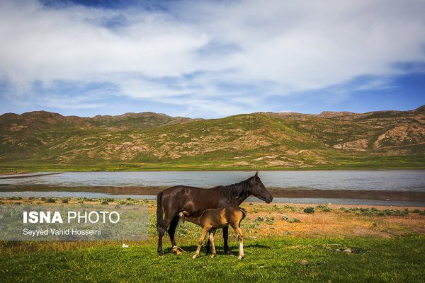 دریاچه نئور