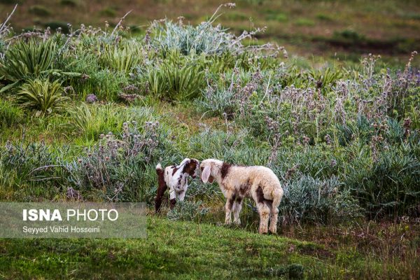 دریاچه نئور