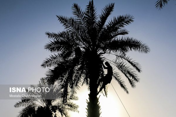 مراسم مغ و مشتا