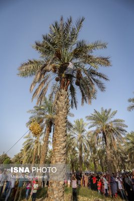 مراسم مغ و مشتا