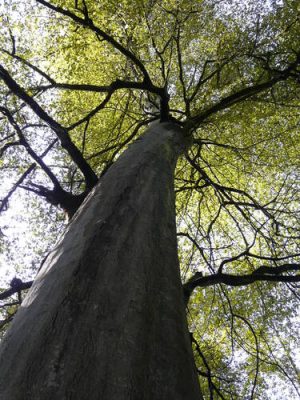 جنگلهای هیرکانی