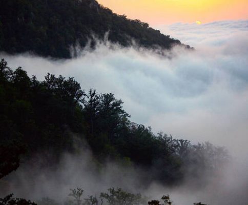 جنگلهای هیرکانی