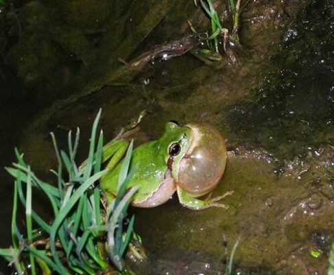 جنگلهای هیرکانی