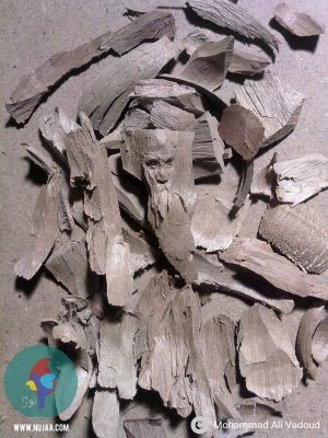 محمد علی ودود