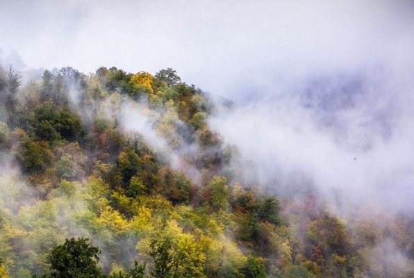 جنگل هیرکانی