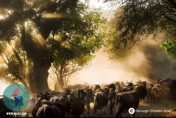 فاروق قادری آذر