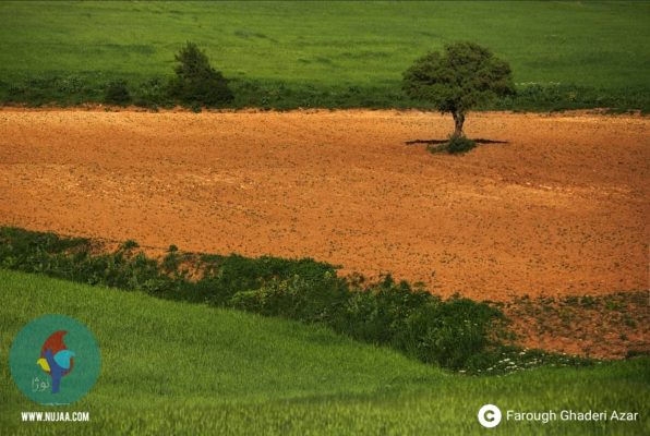 فاروق قادری آذر