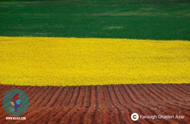 فاروق قادری آذر