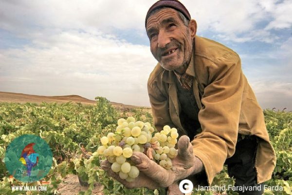 جمشید فرجوند فردا