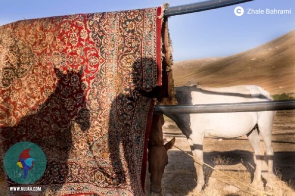 ژاله بهرامی