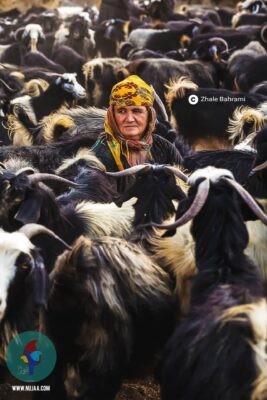 ژاله بهرامی