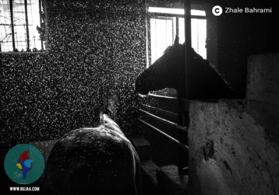 ژاله بهرامی