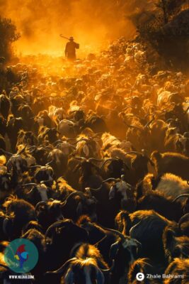 ژاله بهرامی