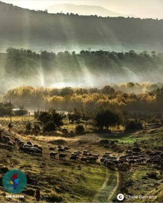 ژاله بهرامی