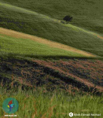 عالیه اسمعیل نژاد