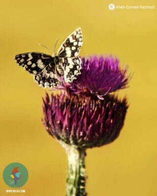 عالیه اسمعیل نژاد