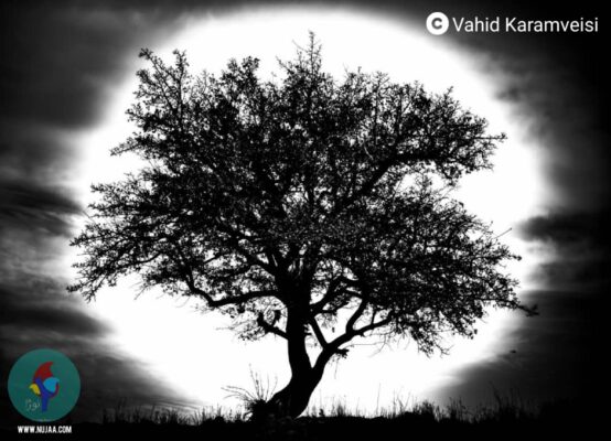 وحید کرم ویسی