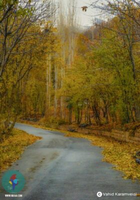 وحید کرم ویسی