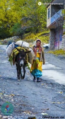 وحید کرم ویسی