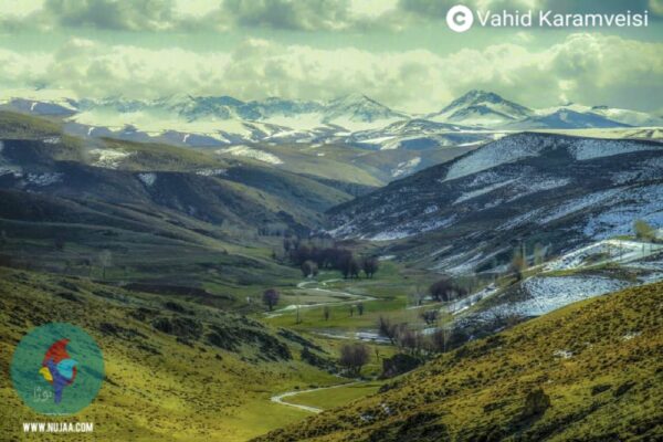 وحید کرم ویسی