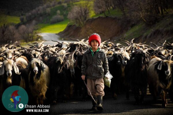احسان عباسی