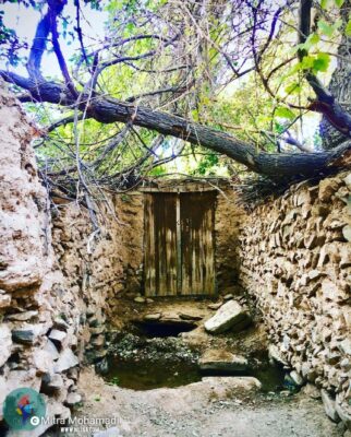 میترا محمدی