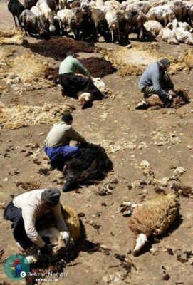 بهزاد نعمتی