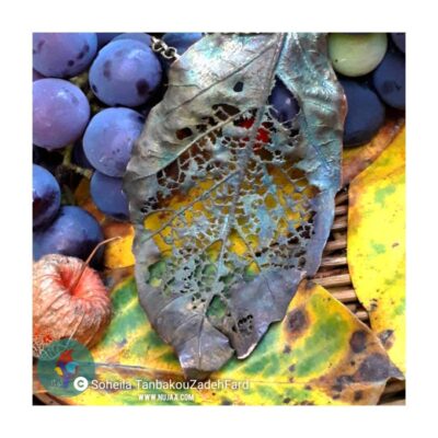 سهیلا تنباکوزاده فرد