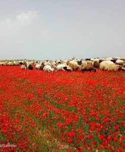روستای قزل علی بیجار